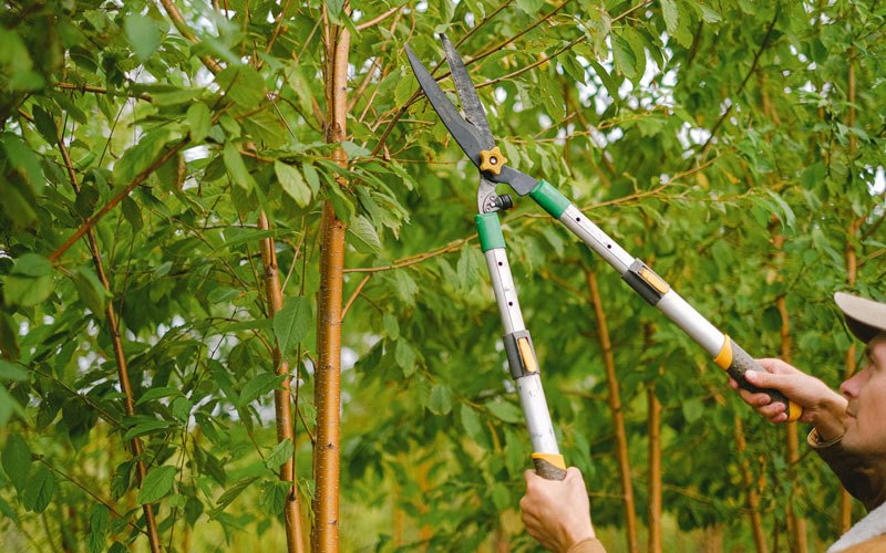 Tree trimming in Phelps, KY